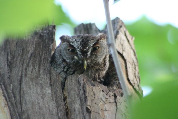 File:Screechowl23.jpg