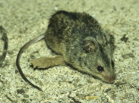 File:Sicista subtilis, southern birch mouse.jpg