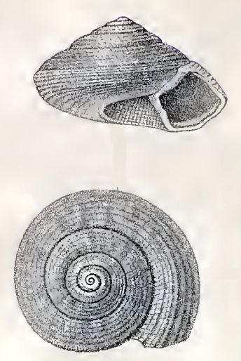 File:Solariella ornatissima 001.jpg