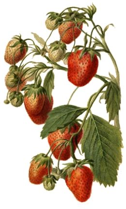 File:StrawberryWatercolor.jpg