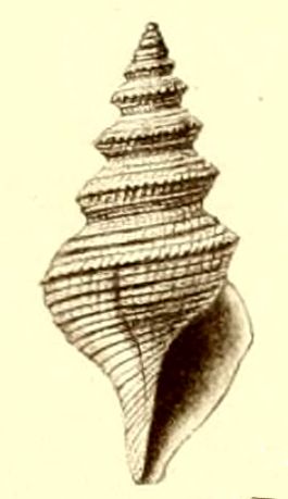 File:Teretia cincta 001.jpg