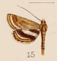 File:15-Oligostigma alicialis Hampson, 1908.JPG