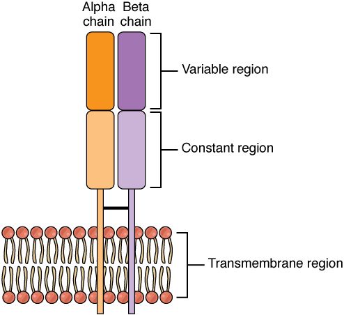 File:2215 Alpha-Beta T Cell Receptor.jpg