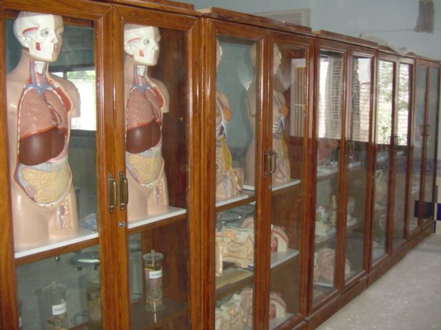 File:Anatomy Museum.JPG