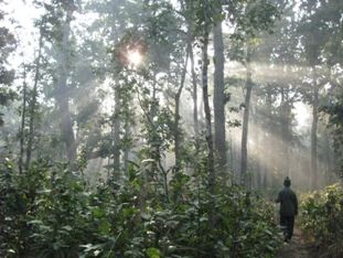 File:Bardia forest.jpg