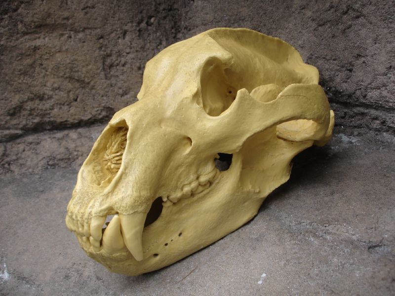 File:Bear skull.jpg