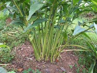 File:Cardamom plant Anakkara.jpg