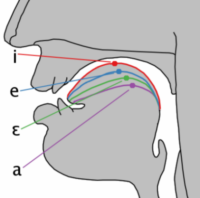 File:Cardinal vowel tongue position-front.png