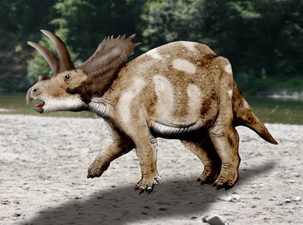 File:Coahuilaceratops NT.jpg