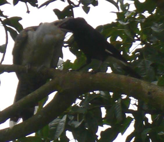 File:Cuckoo being fed by pied currawong.jpg