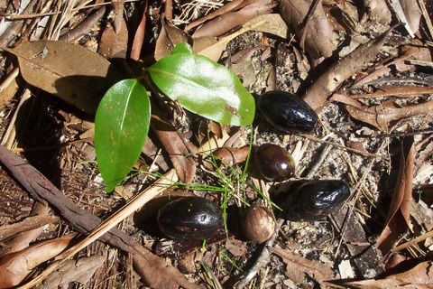 File:Endiandra sieberi Wyrabbalong National Park5.JPG