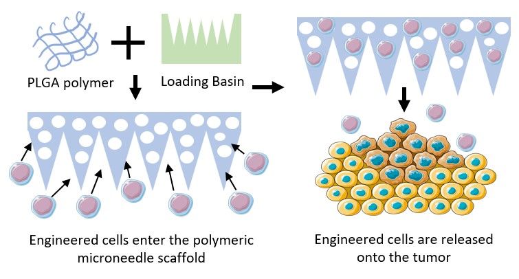 File:Engineered polymeric microneedle cellular delivery.jpg