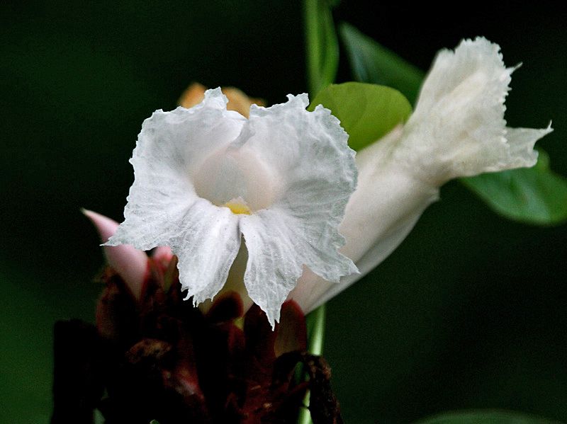 File:Flower I IMG 9605.jpg