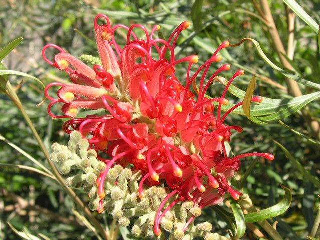 File:Grevillea 1.jpg