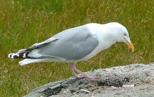 File:Larus argentatus.jpg