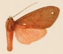 File:Melese sordida female.JPG