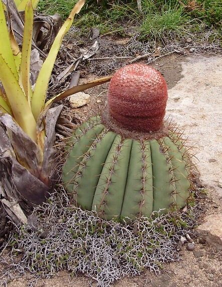 File:Melocactus ernestii in habitat.jpg