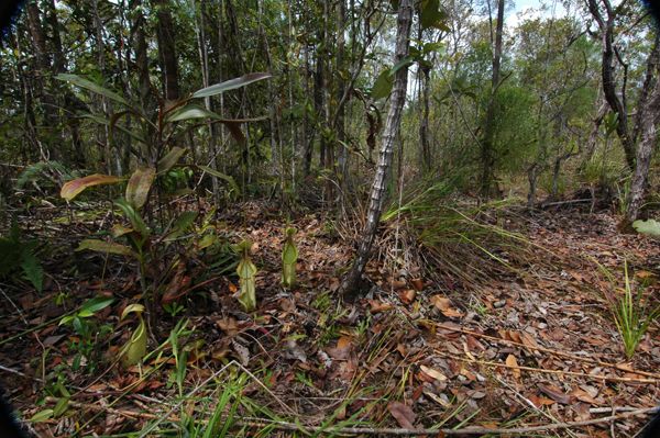 File:Nepenthes rafflesiana in habitat.jpg