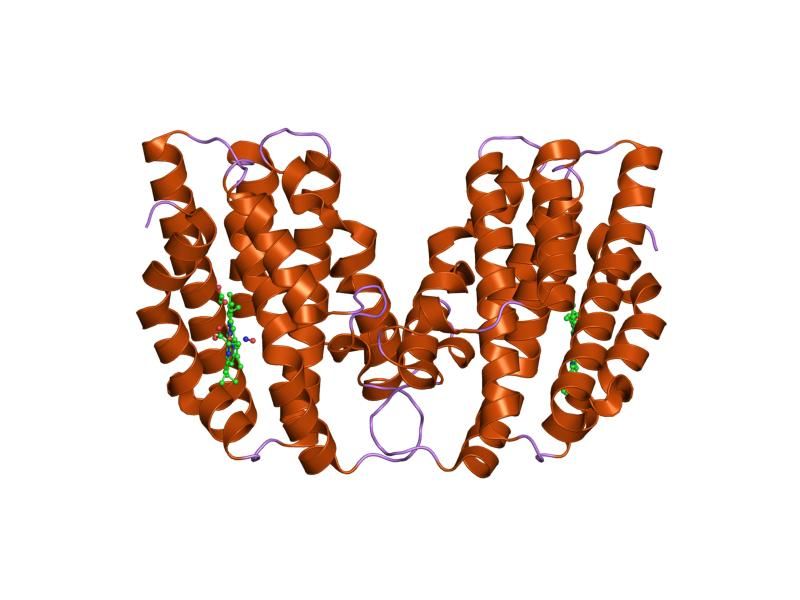 File:PDB 1xk3 EBI.jpg