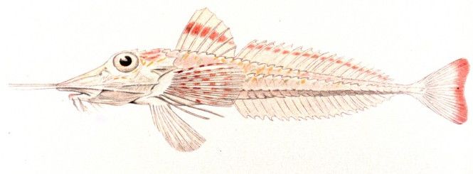 File:Peristedion gracile.jpg