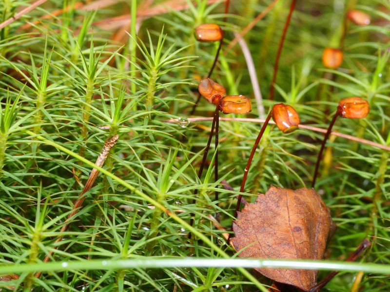 File:Polytrichum commune.jpeg