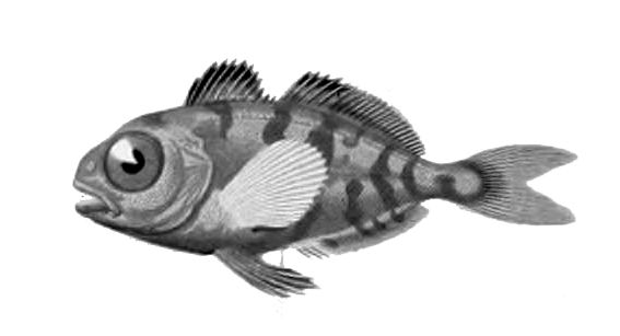 File:Psenes maculatus1.jpg