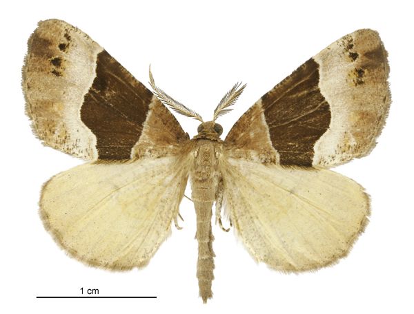 File:Pseudocoremia pergrata male.jpg