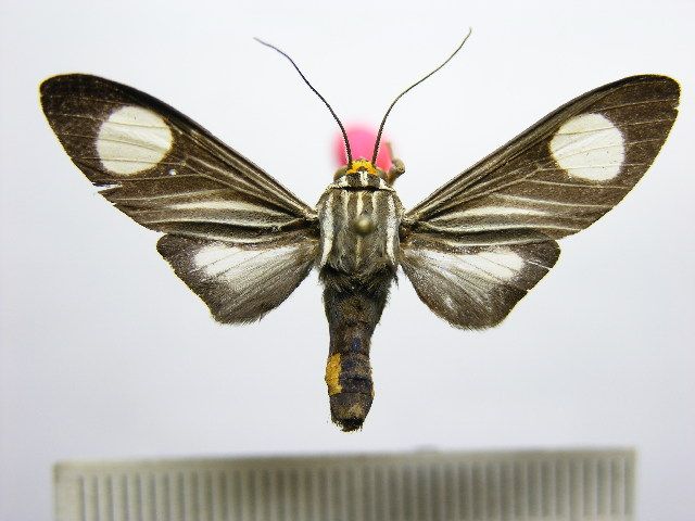 File:Rhipha niveomaculata.JPG