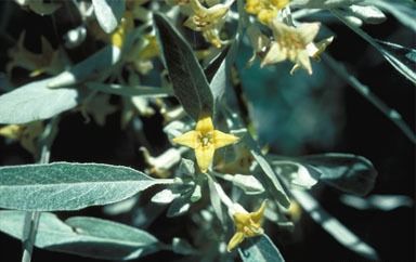 File:Russian Olive.jpg