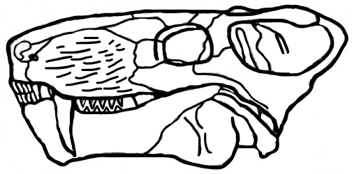 File:Sauroctonus progessus skull diagram.png