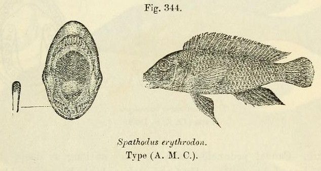 File:Spathodus erythrodon.jpg