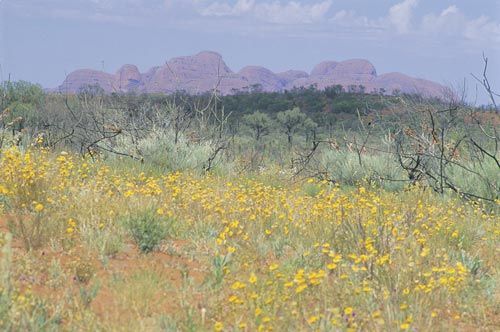 File:Wildflowers1218.jpg