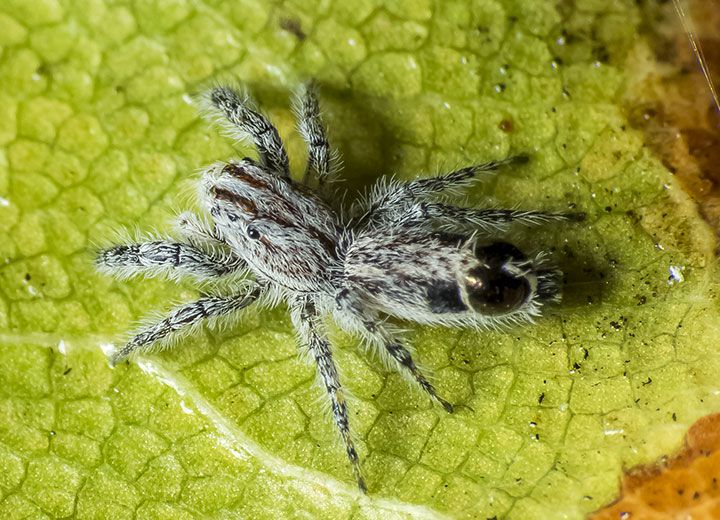 File:Abracadabrella elegans (Elegant Fly Mimic).jpg