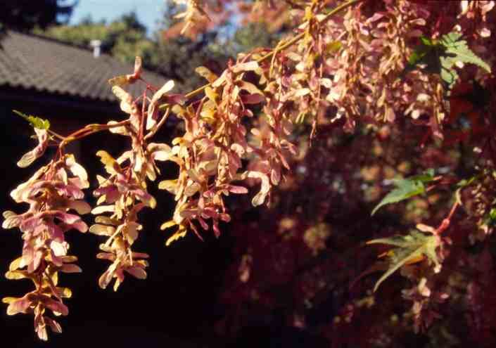 File:Acer micranthum twig.jpg