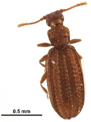 File:Akalyptoischion sp.jpg