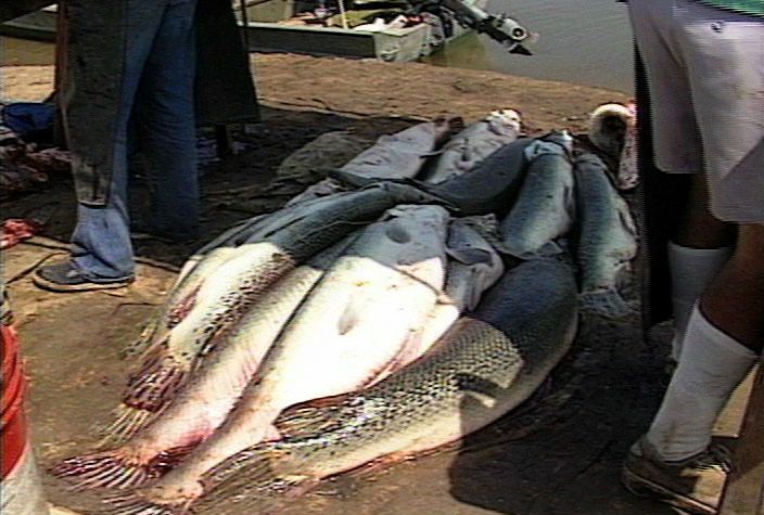 File:AlligatorGarHarvest.jpg