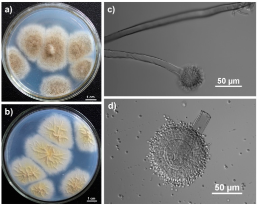 File:Aspergillus tubingensis FJBJ11.png