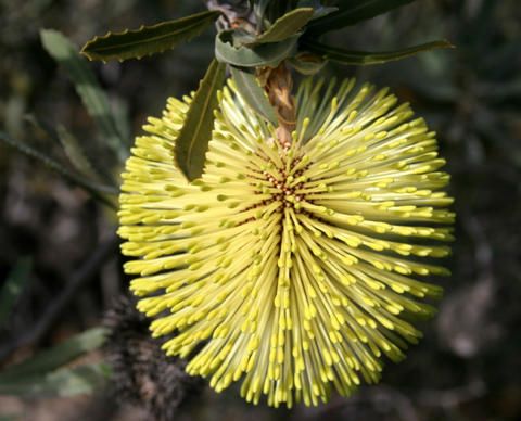 File:Banksia rosserae flower.jpg