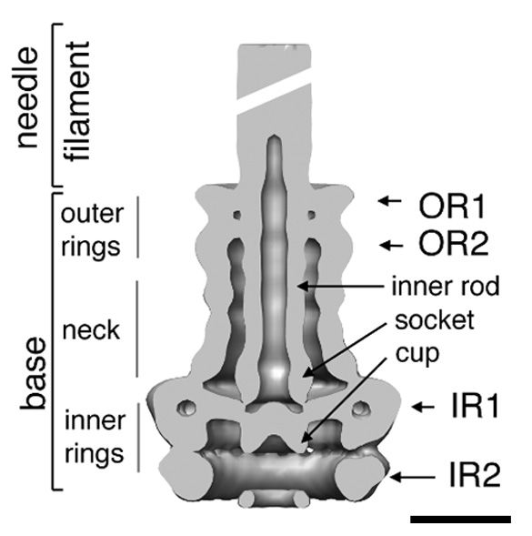 File:Basal body of T3SS needle complex.jpg