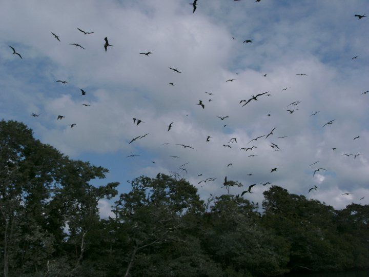 File:Belize - bird island.jpg