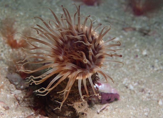 File:Burrowing anemone 0796.jpg