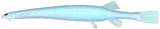 File:Candiru.png