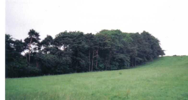 File:ChapeltounWoods.jpg