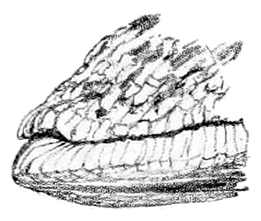 File:Geomalacus maculosus 6.png