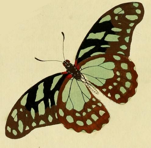 File:Graphium leonidas1.JPG