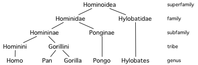 File:Hominoid taxonomy 5.png