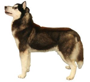 File:Husky 300rt.jpg