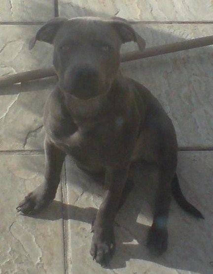 File:Irish Staffordshire Bull Terrier.jpg