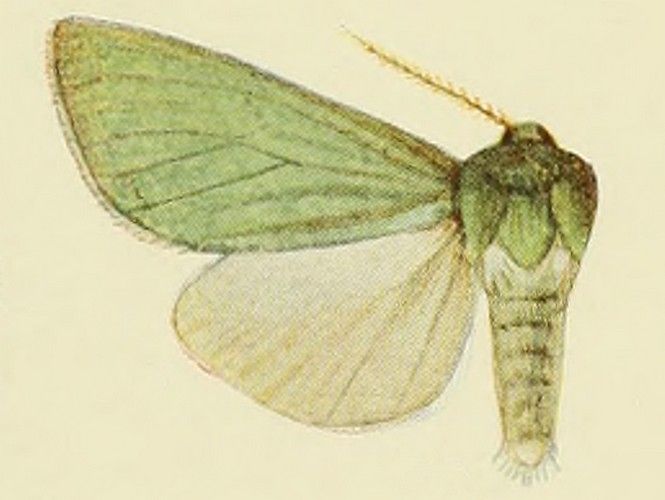 File:Isochlora chloroptera.JPG