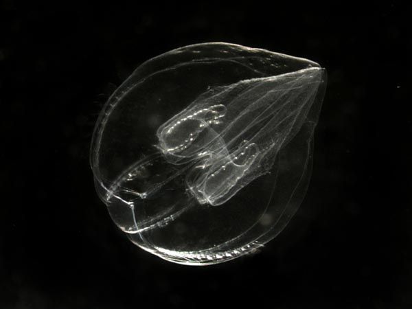 File:Juvenile Bolinopsis ctenophore.jpg